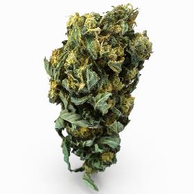 Cannabis Bud 04 model